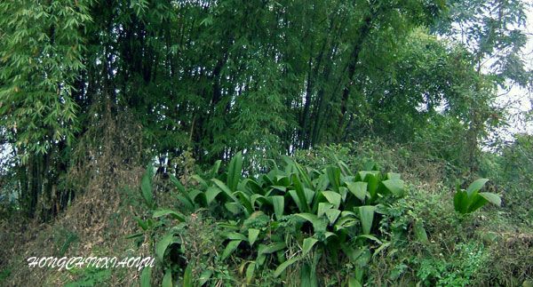 點擊圖片新開窗口查看