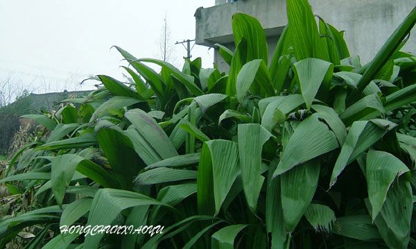 點擊圖片新開窗口查看